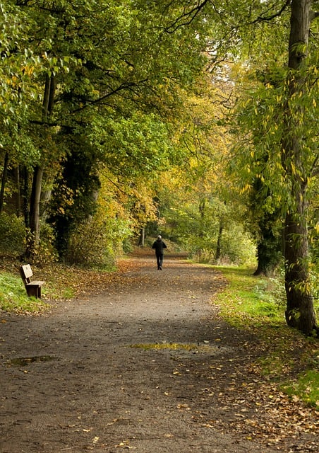 免费下载步行路径路径森林公园免费图片使用 GIMP 免费在线图像编辑器进行编辑