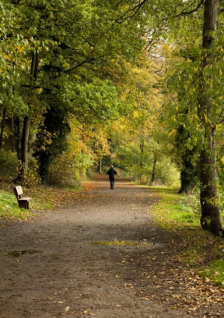 Free download walking path path forest park free picture to be edited with GIMP free online image editor