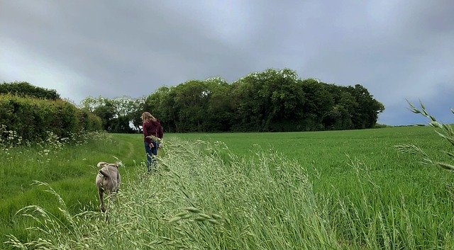 Безкоштовно завантажте Walking Woods Path – безкоштовну фотографію чи зображення для редагування за допомогою онлайн-редактора зображень GIMP