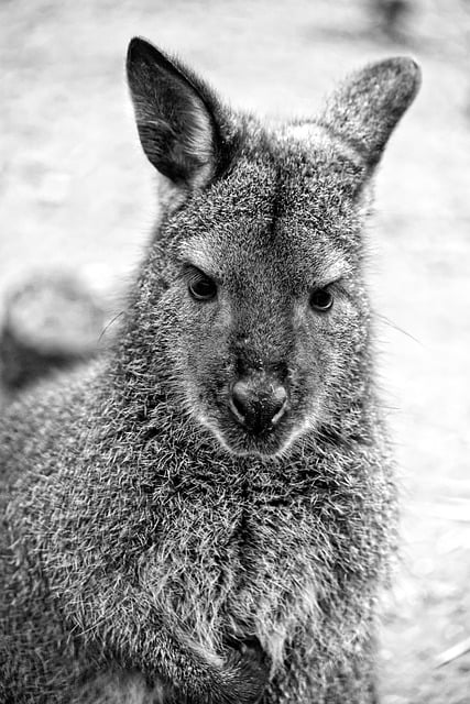 Bezpłatne pobieranie wallaby zwierząt dzikich zwierząt zoo darmowe zdjęcie do edycji za pomocą darmowego internetowego edytora obrazów GIMP