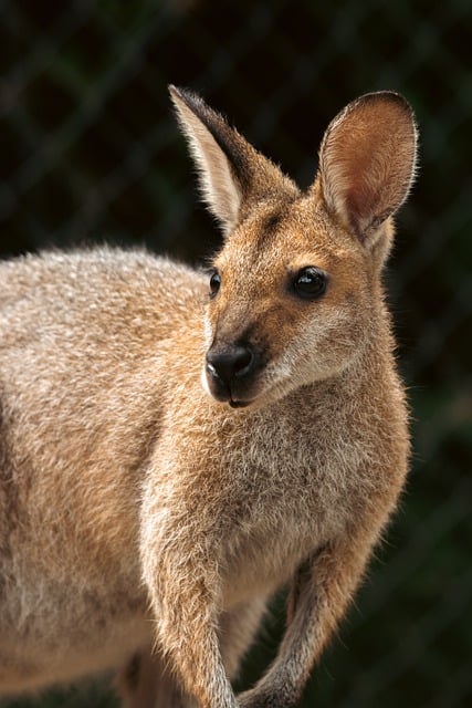 Free download wallaby australia marsupial fur free picture to be edited with GIMP free online image editor