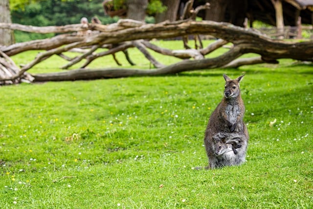 Free download wallaby baby wallaby marsupial free picture to be edited with GIMP free online image editor