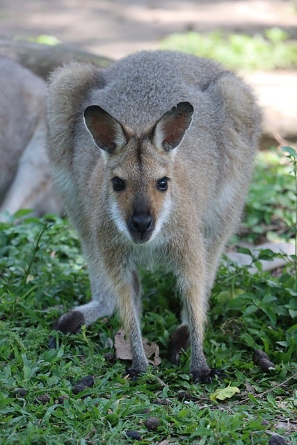 Free download wallaby marsupial australia fur free picture to be edited with GIMP free online image editor