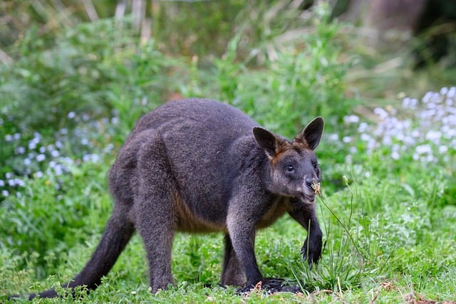 Free download wallaby swamp wallaby black wallaby free picture to be edited with GIMP free online image editor