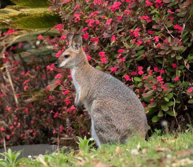 Descarga gratuita Wallaby Young Rednecked: foto o imagen gratuita para editar con el editor de imágenes en línea GIMP