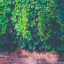 Wall Creeper  screen for extension Chrome web store in OffiDocs Chromium