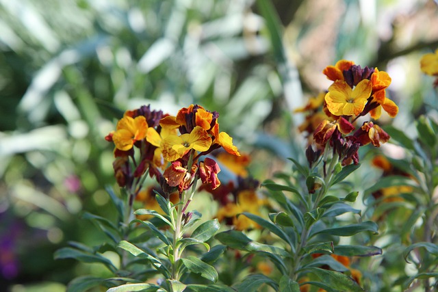 Free download wallflower wallflower bi color free picture to be edited with GIMP free online image editor