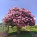 Wallflower wallpaper  screen for extension Chrome web store in OffiDocs Chromium