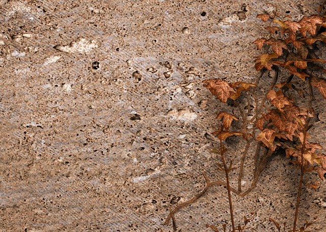 Free download Wall Ivy Texture Climber -  free illustration to be edited with GIMP free online image editor