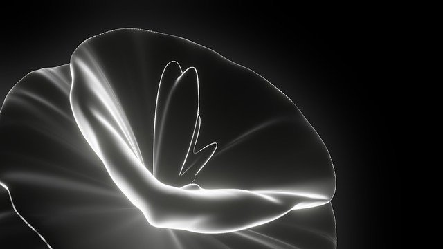 Free download Wallpaper 4K Flower -  free illustration to be edited with GIMP free online image editor