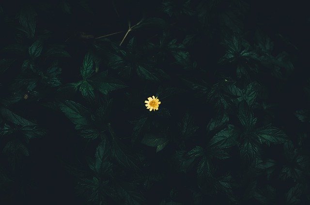 Free download Wallpaper Green Yellow -  free photo or picture to be edited with GIMP online image editor