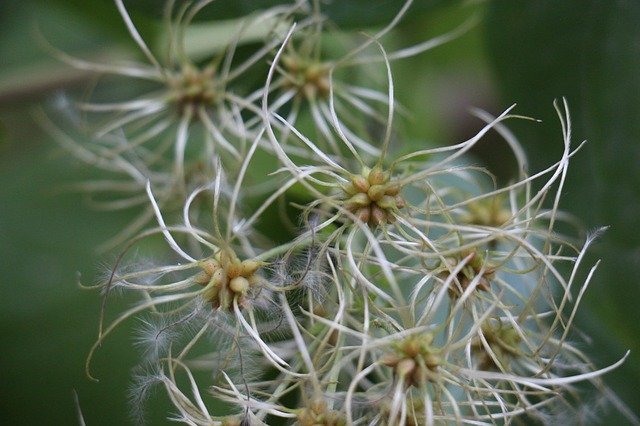 Безкоштовно завантажити шпалери Nature Seeds - безкоштовне фото або зображення для редагування в онлайн-редакторі зображень GIMP