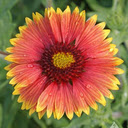 Wallpaper of rough leaves chrysanthemum  screen for extension Chrome web store in OffiDocs Chromium
