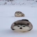 wallpaper of two huskies or alaskan malamute  screen for extension Chrome web store in OffiDocs Chromium