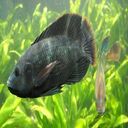 wallpaper two fish swimming in water  screen for extension Chrome web store in OffiDocs Chromium