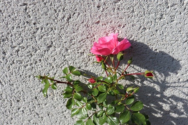 Gratis download Wall Roughcast Pink - gratis foto of afbeelding om te bewerken met GIMP online afbeeldingseditor