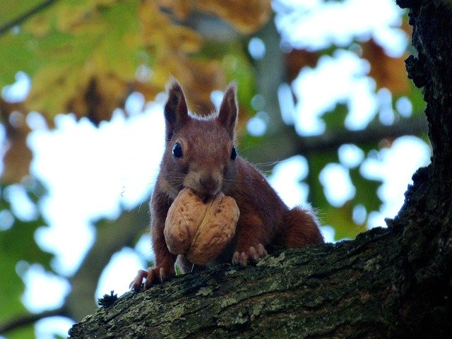 Kostenloser Download Walnut Nature The Squirrel - kostenloses Foto oder Bild zur Bearbeitung mit GIMP Online-Bildbearbeitung