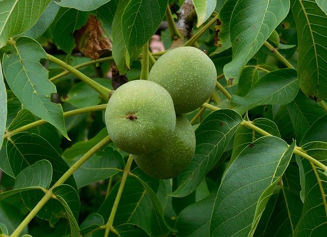Free download Walnut Royal Juglans Regia Tree -  free photo or picture to be edited with GIMP online image editor