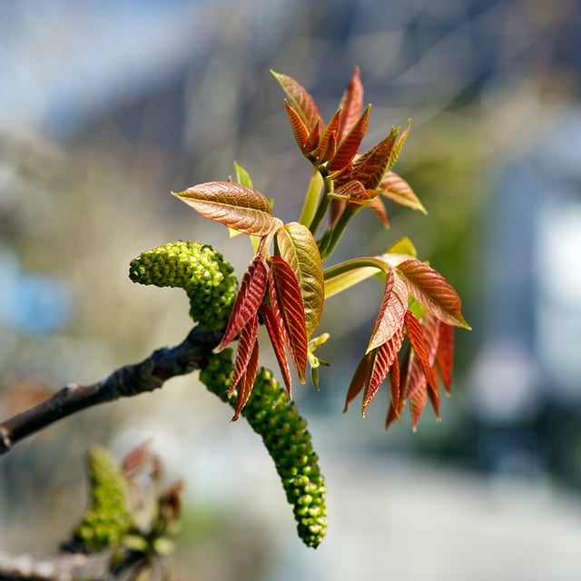 Free download walnut tree branch leaves foliage free picture to be edited with GIMP free online image editor