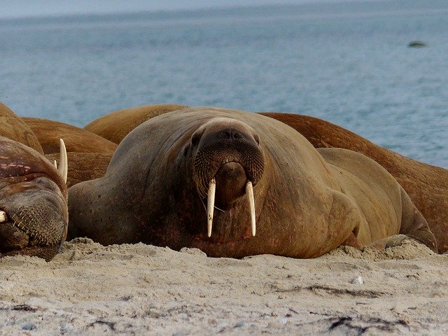 Free picture Walrus Tusk Animals -  to be edited by GIMP free image editor by OffiDocs
