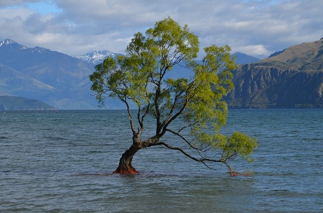 Free download Wanaka Tree New Zealand -  free photo or picture to be edited with GIMP online image editor