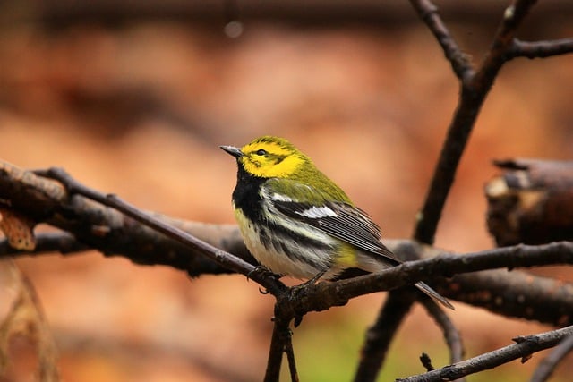 Free download warbler bird branch animal free picture to be edited with GIMP free online image editor