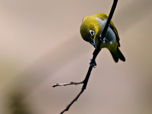 Kostenloser Download des trällernden Weißaugenvogel-Tierbildes, das mit dem kostenlosen Online-Bildeditor GIMP bearbeitet werden kann