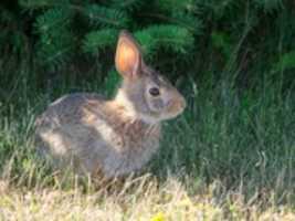 Free download Warm, Fuzzy, Cute free photo or picture to be edited with GIMP online image editor