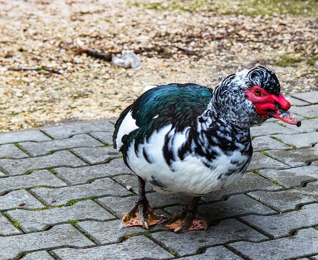 Free picture Wart Duck Muscovy -  to be edited by GIMP free image editor by OffiDocs