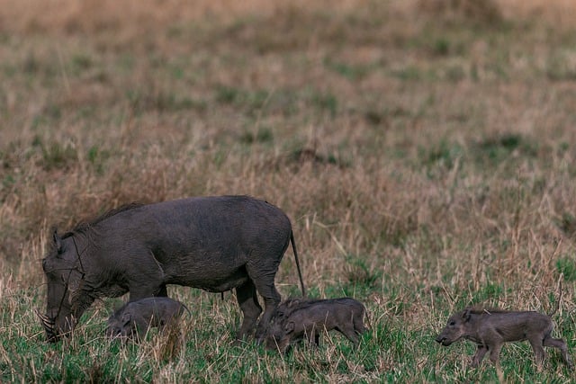 Free download warthog animals safari wild pigs free picture to be edited with GIMP free online image editor