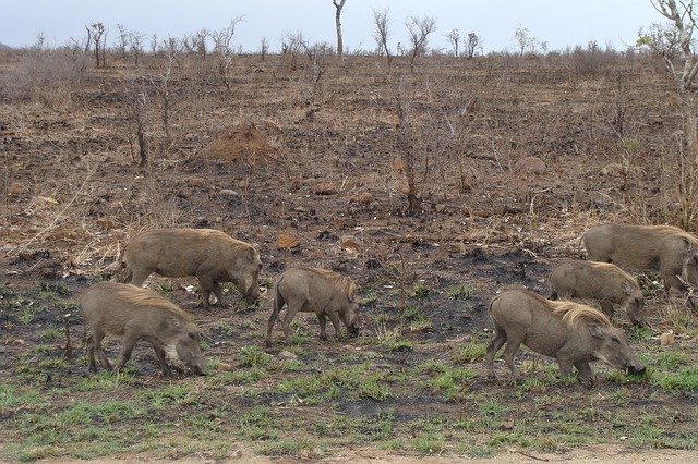Free download Warthog Family Pigs -  free photo or picture to be edited with GIMP online image editor