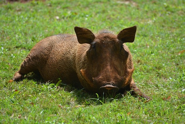 Free download warthog hog boar pig wild free picture to be edited with GIMP free online image editor