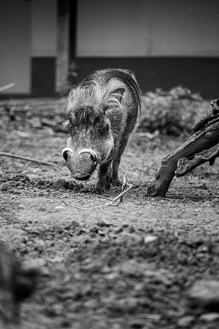 Free download warthog piglet wild animal forest free picture to be edited with GIMP free online image editor