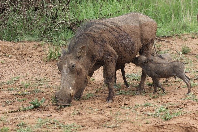 Free download Warthog Suckling Young -  free photo or picture to be edited with GIMP online image editor