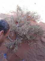 Free download Washing Hand Beduin Soap Or Herb Way free photo or picture to be edited with GIMP online image editor