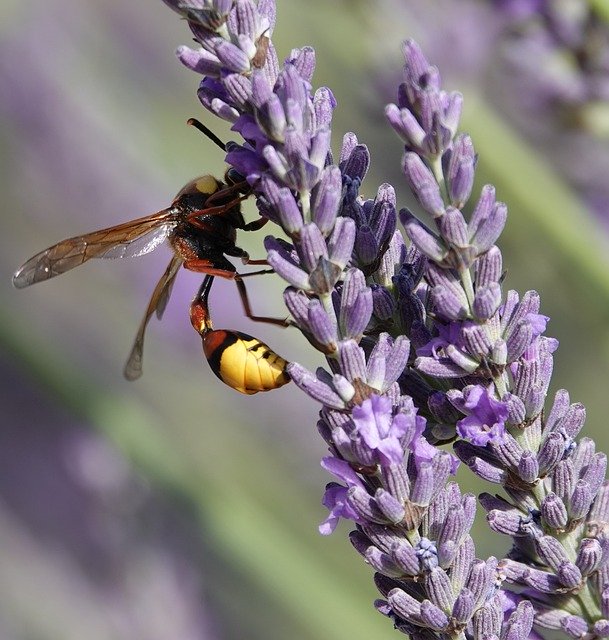 Free download Wasp Building Earth -  free photo or picture to be edited with GIMP online image editor