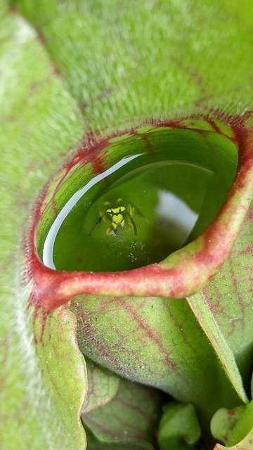 무료 다운로드 Wasp Carnivore Green - 무료 사진 또는 GIMP 온라인 이미지 편집기로 편집할 수 있는 사진