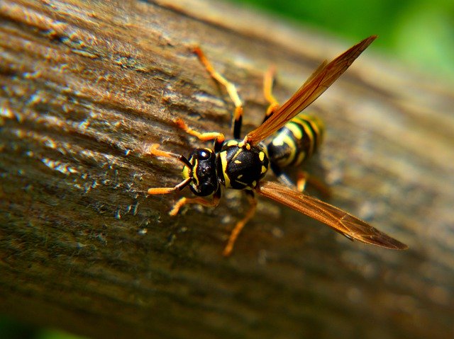 Free download Wasp Close Up Nature -  free photo or picture to be edited with GIMP online image editor