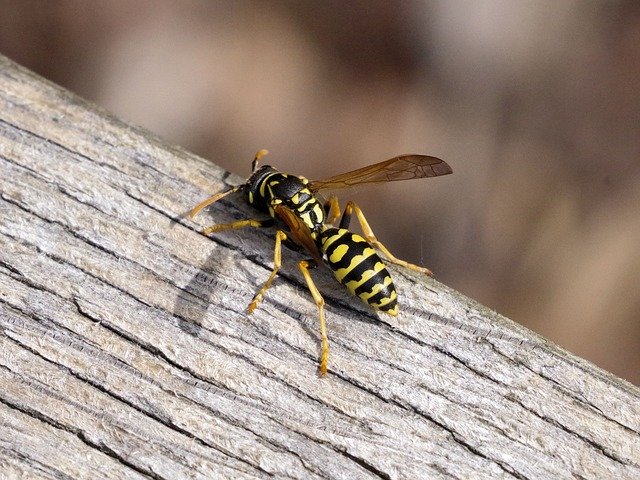 Free download Wasp Field Insect -  free photo or picture to be edited with GIMP online image editor