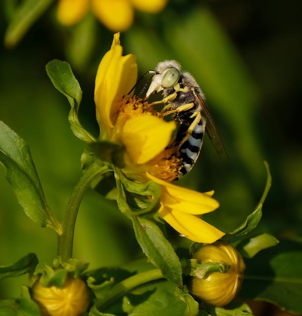 Free download wasp flower blossom plant summer free picture to be edited with GIMP free online image editor