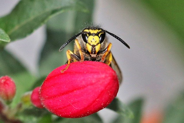 Descarga gratuita Wasp Grim Close Up: foto o imagen gratuita para editar con el editor de imágenes en línea GIMP