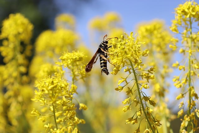 Free download wasp insect flower fauna flora free picture to be edited with GIMP free online image editor