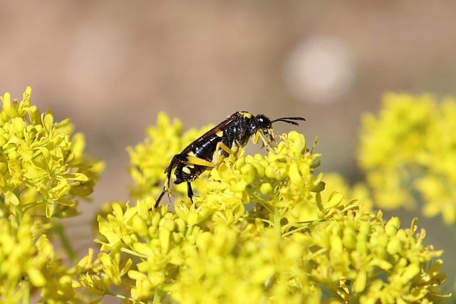Free download wasp insect flower pollination free picture to be edited with GIMP free online image editor