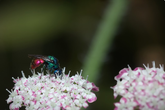Free download wasp insect gold wasp hymenoptera free picture to be edited with GIMP free online image editor
