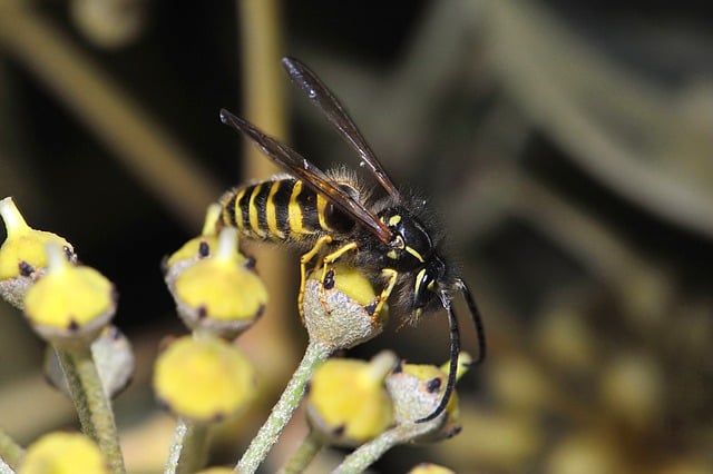 Free download wasp insect hymenoptera sting free picture to be edited with GIMP free online image editor