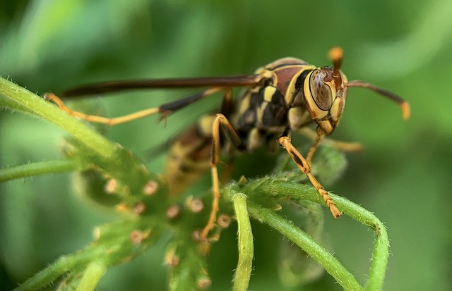 Free download wasp insect macro insects free picture to be edited with GIMP free online image editor