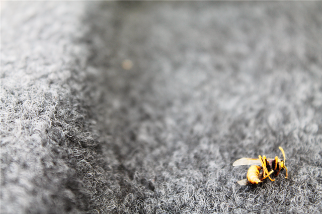 Téléchargement gratuit de Wasp Insect Nature - photo ou image gratuite à éditer avec l'éditeur d'images en ligne GIMP