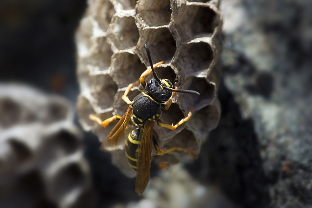 Free download wasp insect nest animals hive free picture to be edited with GIMP free online image editor