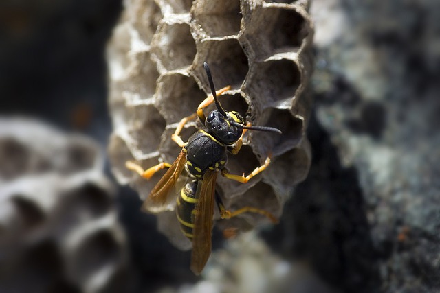 Kostenloser Download Wespeninsektennest Tiere Bienenstock Kostenloses Bild, das mit dem kostenlosen Online-Bildeditor GIMP bearbeitet werden kann