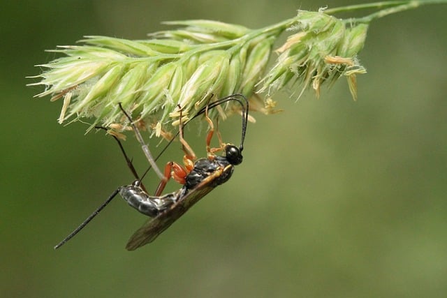 Free download wasp insect plant entomology free picture to be edited with GIMP free online image editor